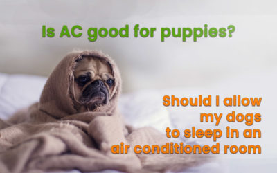Is AC good for puppies:  Should I allow my dogs to sleep in air-conditioned ?