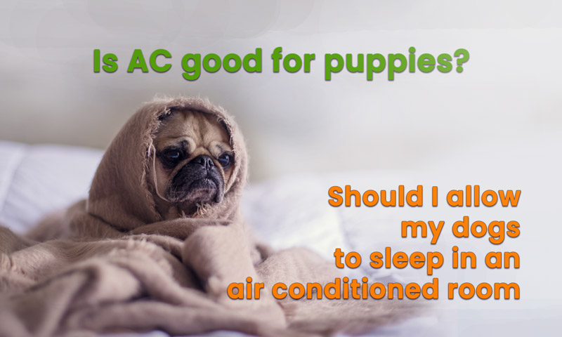 Is Air Conditioning Bad For Dogs