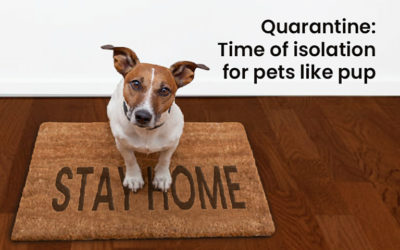 Quarantine: time of isolation for pets like pup