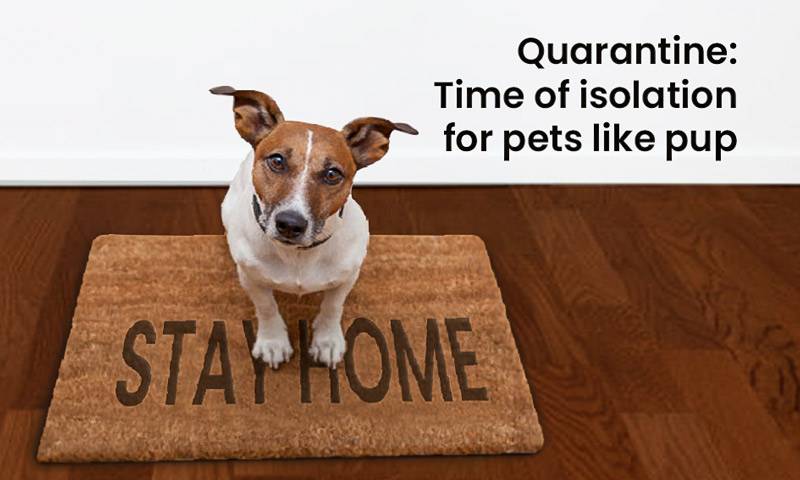 Quarantine: time of isolation for pets like pup