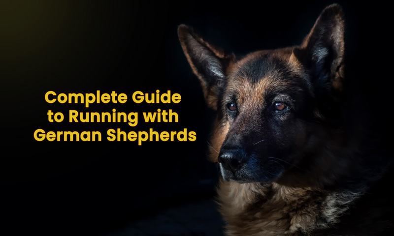 Guide to Running with German Shepherd - Puppies Lab