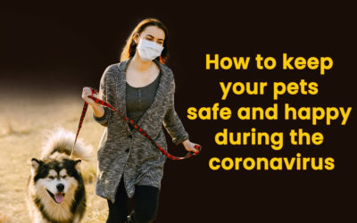 How to keep your pets safe and happy during the coronavirus quarantine