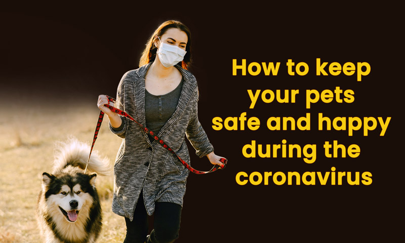 How to keep your pets safe and happy during the coronavirus quarantine