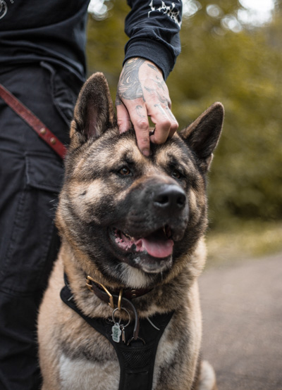 are german shepherds good listeners