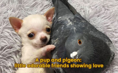 A pup and pigeon: little adorable friends showing love
