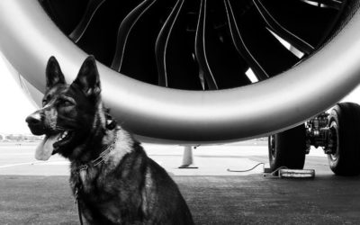 Ozzie: a kind German shepherd dog finds a perfect job chasing birds away from planes