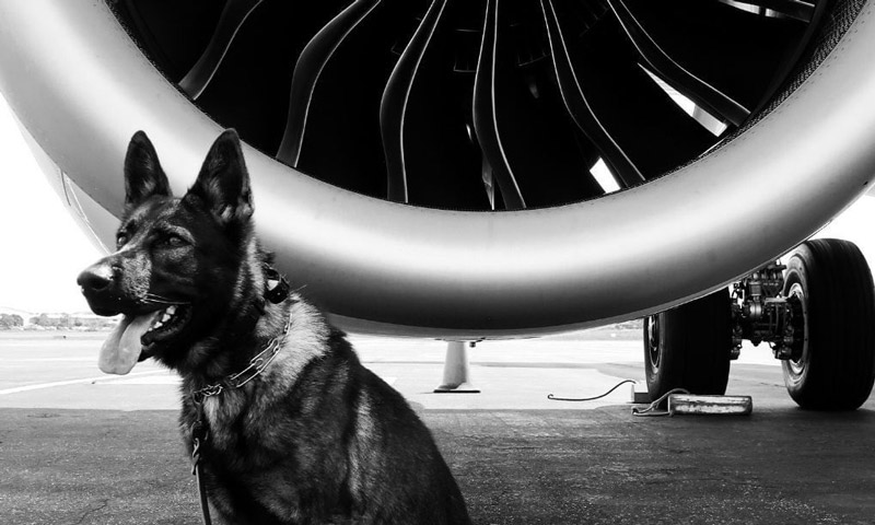 Ozzie: a kind German shepherd dog finds a perfect job chasing birds away from planes