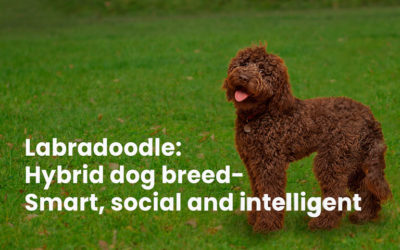 Labradoodle: hybrid dog breed- smart, social and intelligent