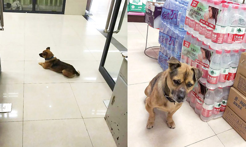Dogs emotional bonding towards its master @Wuhan hospital