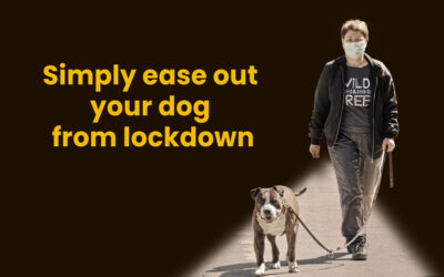 Simply ease out your dog from lockdown