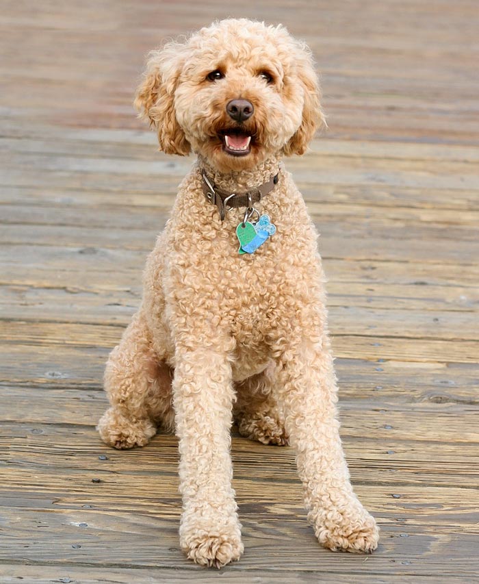 labradoodle puppies