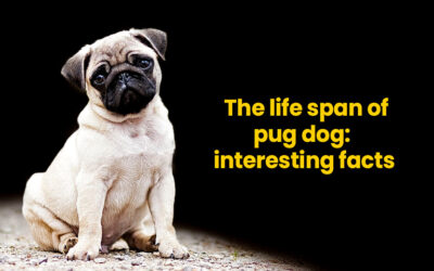 The life span of pug dog: interesting facts