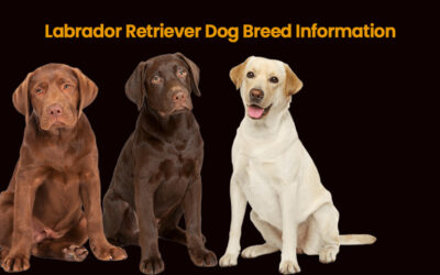 Labrador Retriever: called labs are excellent guide dogs as well as a wonderful pet dog in nature