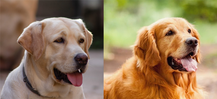 Labrador retriever vs Golden retriever