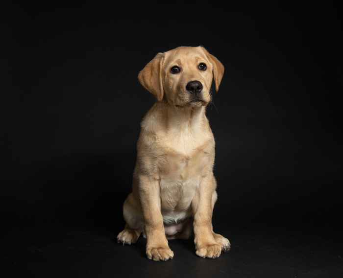 lab puppies