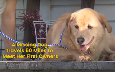 A Missing Dog travels 50 Miles to Meet Her First Owners.